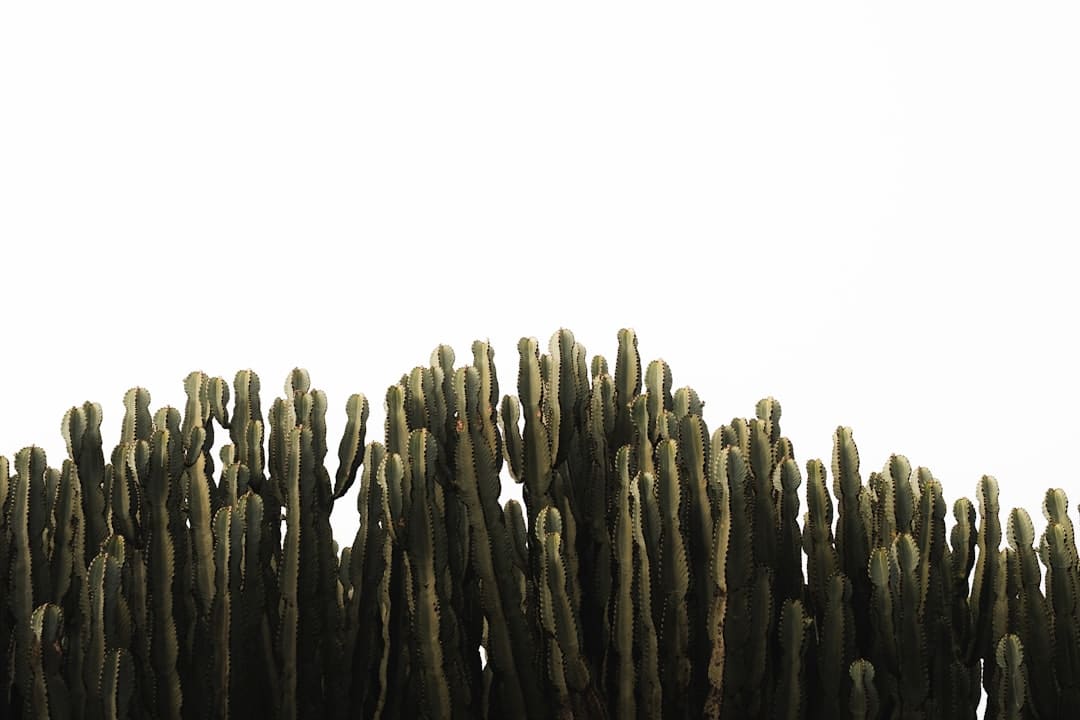 高端访谈|塔吉克斯坦总统拉赫蒙:上合安排是成功且有巨大影响力的多边合作渠道